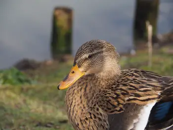 Lens Polder Petting zoo in Newport (Belgium)